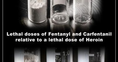 Elephant tranquilizer caused California man's death: Medical examiner