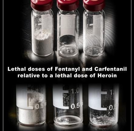 Elephant tranquilizer caused California man's death: Medical examiner