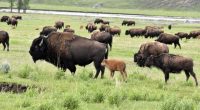 Florida man gored by bison at Yellowstone National Park