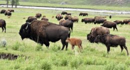 Florida man gored by bison at Yellowstone National Park