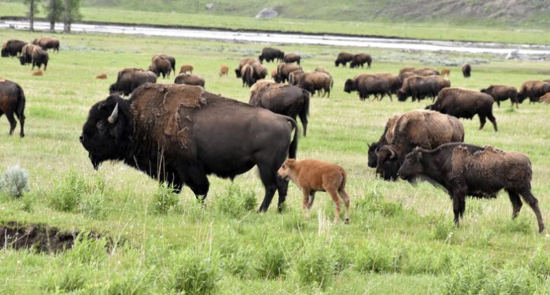 Florida man gored by bison at Yellowstone National Park