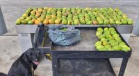 Forbidden mangos, nance fruit seized at South Texas port of entry