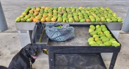 Forbidden mangos, nance fruit seized at South Texas port of entry