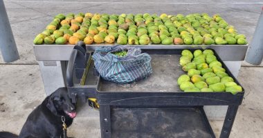 Forbidden mangos, nance fruit seized at South Texas port of entry