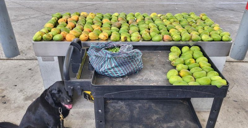 Forbidden mangos, nance fruit seized at South Texas port of entry