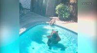 Mama and baby bear cool off in California family’s pool