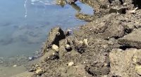 Marine biologist shares new study as sea lions suffer fatal disease
