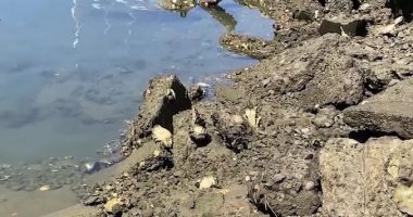 Marine biologist shares new study as sea lions suffer fatal disease