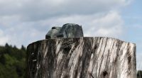 Melania Trump's statue in native Slovenia cut off at feet, stolen