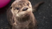 Oregon Zoo mourns death of Tilly, the river otter mom and '30 Rock' guest star