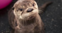 Oregon Zoo mourns death of Tilly, the river otter mom and '30 Rock' guest star