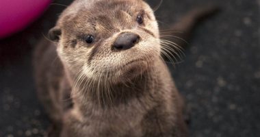 Oregon Zoo mourns death of Tilly, the river otter mom and '30 Rock' guest star