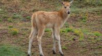 Père David’s deer fawn born at San Diego Safari Park after 22 years