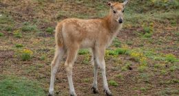 Père David’s deer fawn born at San Diego Safari Park after 22 years
