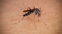 Pest expert alerts about ‘irritating’ mosquitoes and why you should pay attention to them