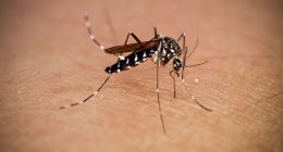 Pest expert alerts about ‘irritating’ mosquitoes and why you should pay attention to them