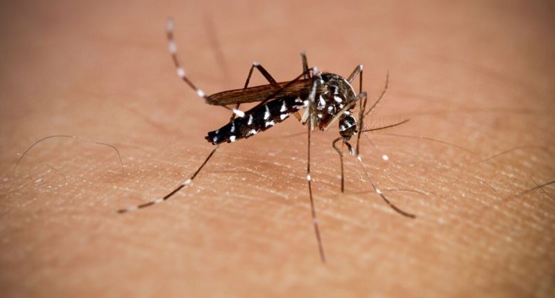 Pest expert alerts about ‘irritating’ mosquitoes and why you should pay attention to them