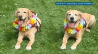 Service dog brothers reunite in Hawaii after 4 years apart