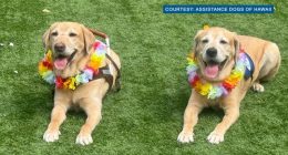 Service dog brothers reunite in Hawaii after 4 years apart