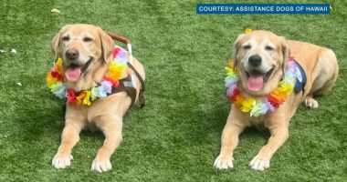Service dog brothers reunite in Hawaii after 4 years apart