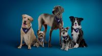 Seven in 10 dog owners say their pets are their main motivation for exercise