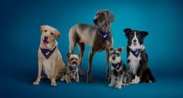 Seven in 10 dog owners say their pets are their main motivation for exercise