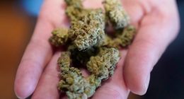 Texas lawmakers move to ban legal THC, hemp amid medical marijuana expansion