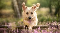 These four British stocks are glaringly undervalued - investors can reap the benefits: MIDAS SHARE TIPS