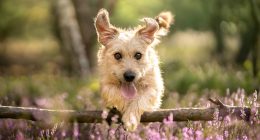 These four British stocks are glaringly undervalued - investors can reap the benefits: MIDAS SHARE TIPS
