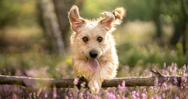 These four British stocks are glaringly undervalued - investors can reap the benefits: MIDAS SHARE TIPS