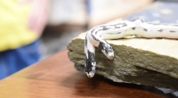 Two-headed snake hatches at California pet store