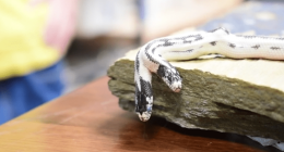 Two-headed snake hatches at California pet store