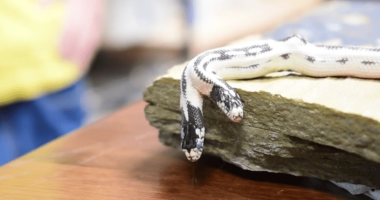 Two-headed snake hatches at California pet store