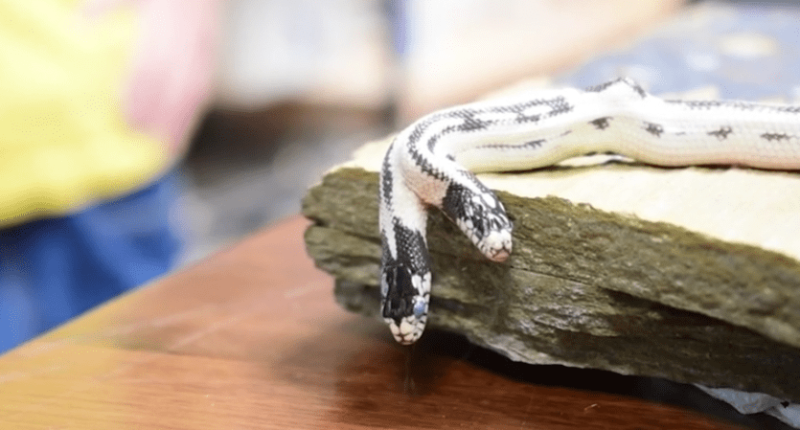 Two-headed snake hatches at California pet store