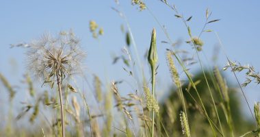 Urgent warning over popular hay fever remedy that's causing patients to go BLIND