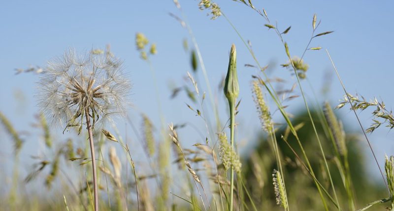 Urgent warning over popular hay fever remedy that's causing patients to go BLIND