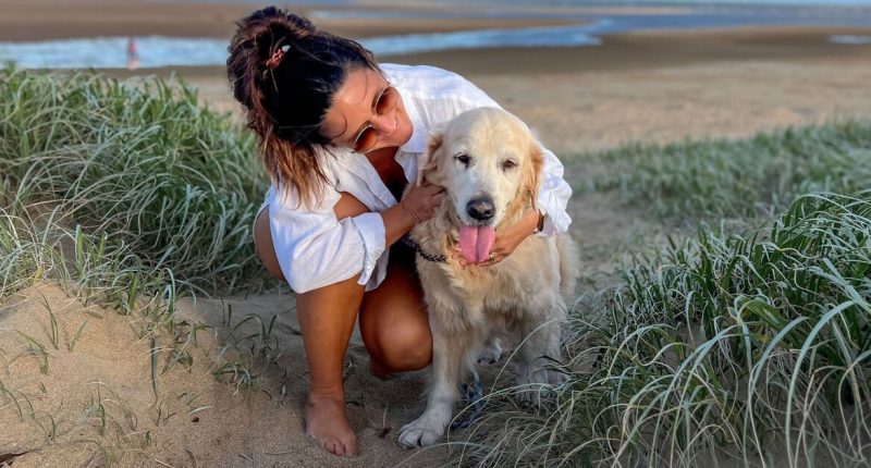 Vet's crucial advice to dog owners as temperatures rise in UK