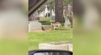 Video: Coyote seen digging up grave at California cemetery