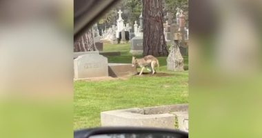 Video: Coyote seen digging up grave at California cemetery