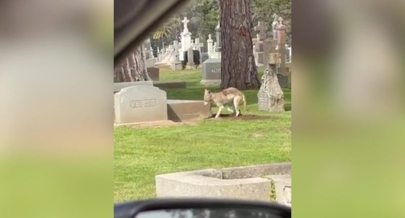 Video: Coyote seen digging up grave at California cemetery