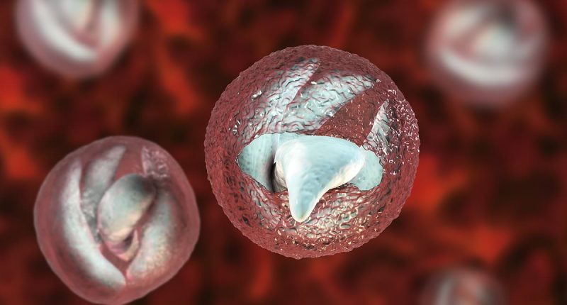 Warning signs of deadly 'crypto' parasite everyone must know - after major UK outbreak