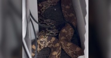 Watch: Man finds approx. 8-foot snake hiding in his Colorado office