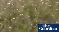 West Nile virus detected in UK mosquitoes for first time