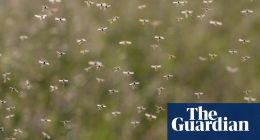 West Nile virus detected in UK mosquitoes for first time