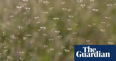 West Nile virus detected in UK mosquitoes for first time