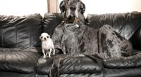 World's tallest and smallest dogs meet up for a playdate