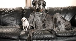 World's tallest and smallest dogs meet up for a playdate