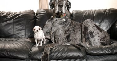 World's tallest and smallest dogs meet up for a playdate