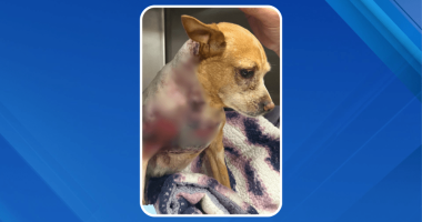 ‘Horrific’ New York City dog attack inspires legislation to hold owners accountable