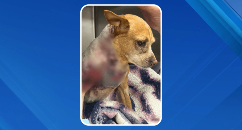‘Horrific’ New York City dog attack inspires legislation to hold owners accountable